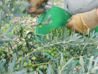 Récolte des olives Bouteillan
