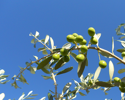 Branche d'olives