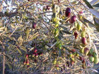 Olives Lucques