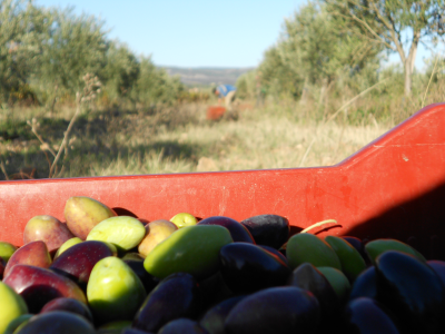 Récolte des olives Lucques